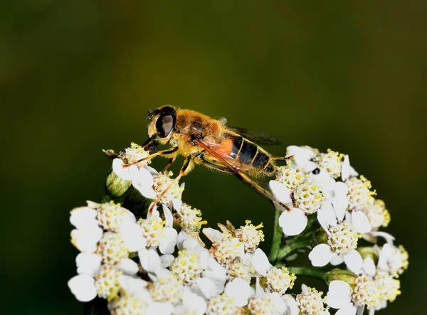 Néctar de mosca voladora alimentándose de una flor blanca — Foto de Stock