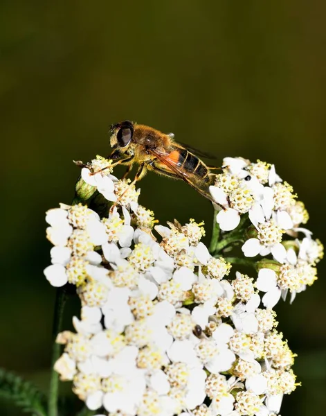 Hoverfly néctar alimentando-se de uma flor branca — Fotografia de Stock
