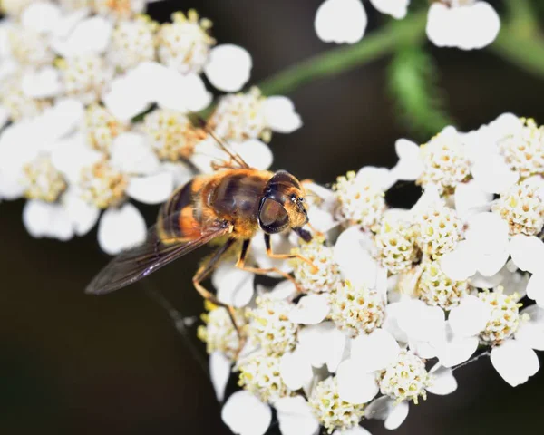 Hoverfly nektar beyaz bir çiçek le beslenen