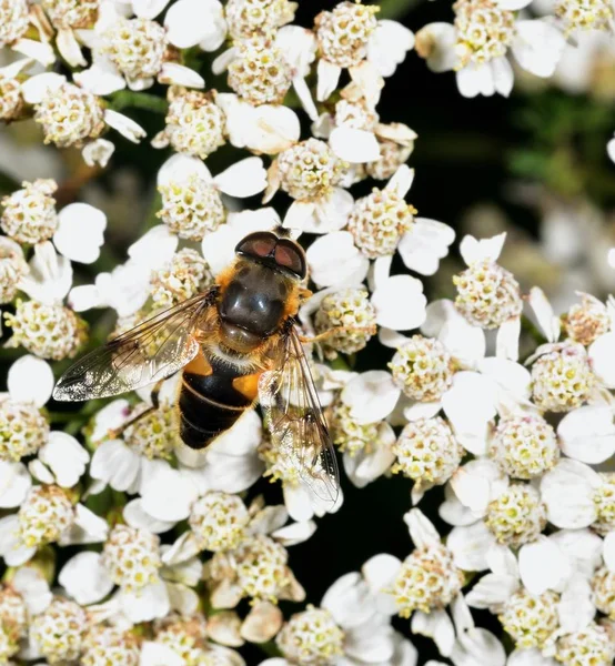 Hoverfly nektar beyaz bir çiçek le beslenen