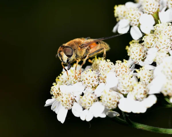 Hoverfly nektar beyaz bir çiçek le beslenen