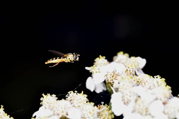 Schwebfliege auf Nektarsuche im Flug — Stockfoto