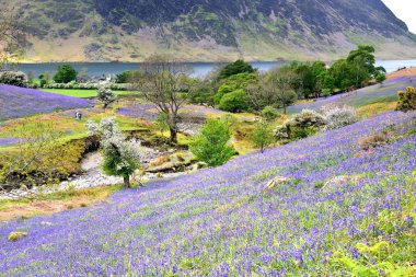 Turistler ve Rannerdale Mavi Çanlar
