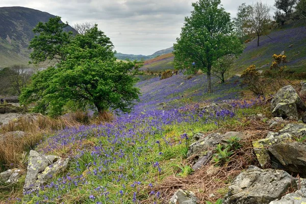 Turister och Rannerdale blåklockor — Stockfoto