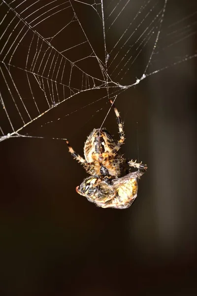 Euroopean Garden Spider csomagolás egy WASP up — Stock Fotó