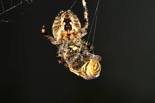 Euroopean trädgård spindel inslagning en Wasp upp — Stockfoto