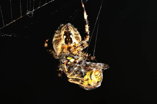 Euroopean Garden Spider embrulhando uma Vespa — Fotografia de Stock