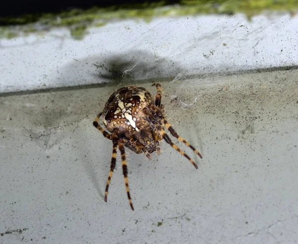 Europäische Gartenspinne am kugelförmigen Netz — Stockfoto