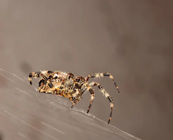 Euroopean Garden Spider pada adalah web berbentuk bola — Stok Foto