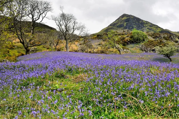 Rannerdale Bluebells em plena floração Fotos De Bancos De Imagens Sem Royalties