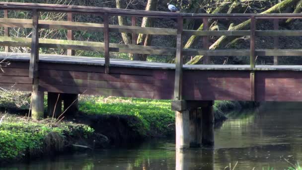 Oiseau sur la passerelle au-dessus de la rivière — Video