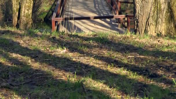 木桥, 穿过公园的道路. 免版税图库视频片段