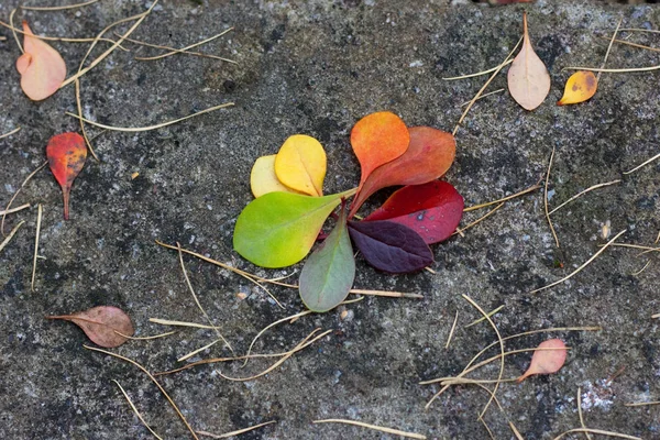 Autumn Leaves Rainbow Colors — Stock Photo, Image
