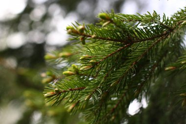 Firavun ağacı dalı arkaplanı kapat.