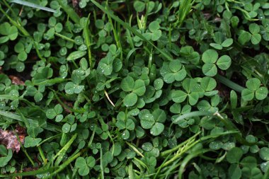 yeşil eğrelti otu doku arka plan bırakır.