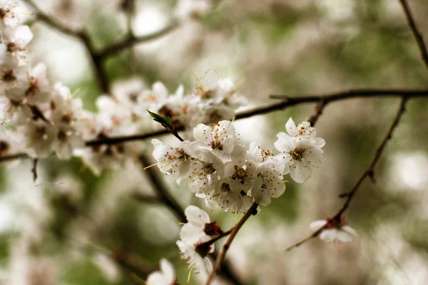公園で雨が降った後の桜の花 — ストック写真