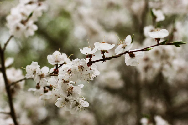 公園で雨が降った後の桜の花 — ストック写真