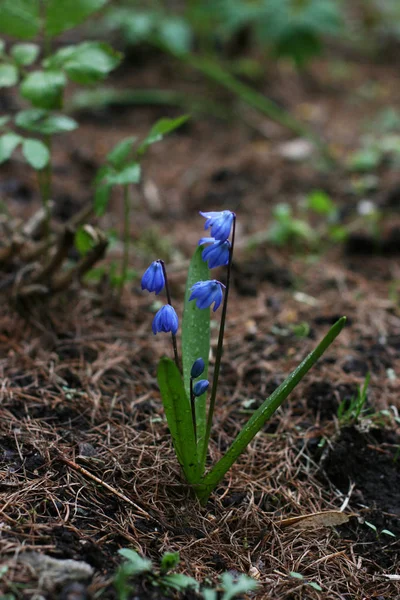 Fleurs Fleurs Bleues Avec Fond Vert — Photo
