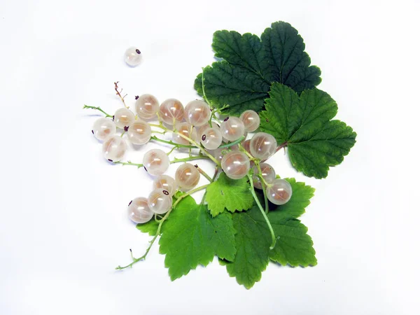White currant isolated on white background.