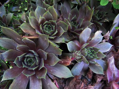  Sulu bitkinin üst görünümünü kapatın