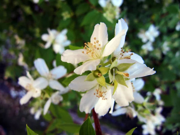 Blossom Jasmine Flowers Rain Park — Stock Photo, Image