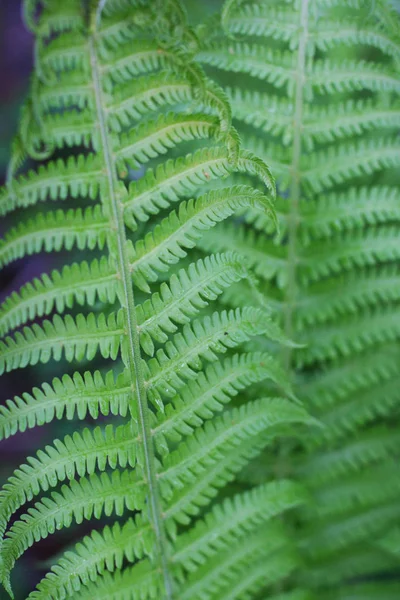 Schöne Farne Blätter Grünes Laub Natürliche Florale Farne Natürlicher Hintergrund — Stockfoto