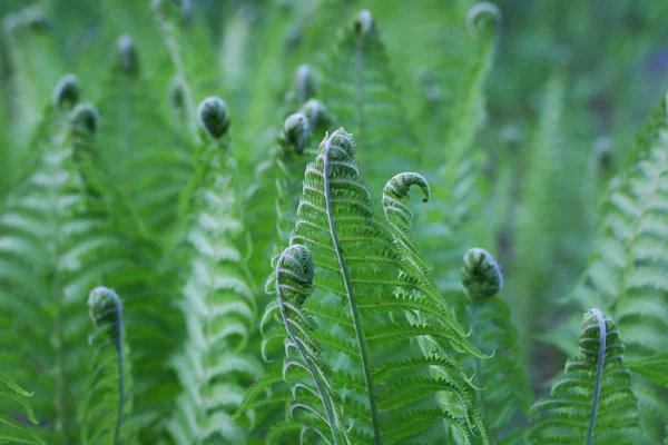 Beautyful Ormbunkar Löv Gröna Lövverk Naturlig Blommig Ormbunke Naturlig Bakgrund — Stockfoto