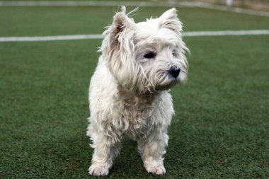Westie, Westy Dog çimlerin üzerinde duruyor