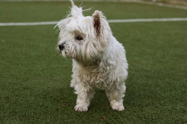 Westie, Westy Dog çimlerin üzerinde duruyor