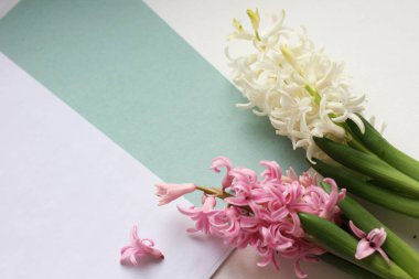  Background with pink flowers. Flowers composition.  Nice summer  background. Bouquet of pink and white hyacinth on white background. Mock up with flowers