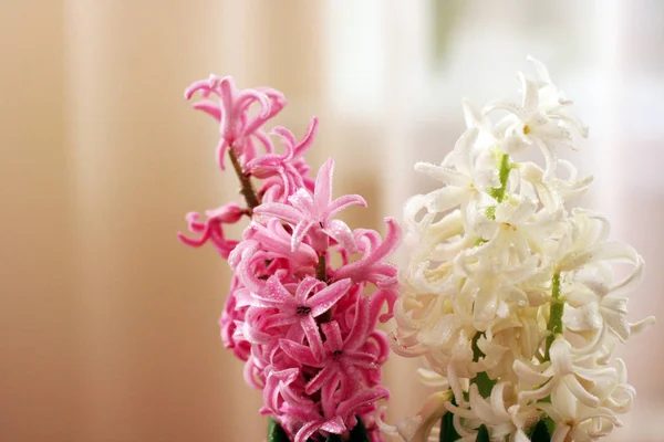 Розовые Белые Гиацинты Горшках Цветочный Фон — стоковое фото