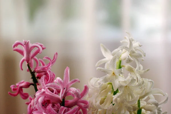 Jacinthes Roses Blanches Dans Des Pots Fond Floral — Photo