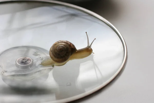 Big snail closeup. Animal world. Snail on a glass background