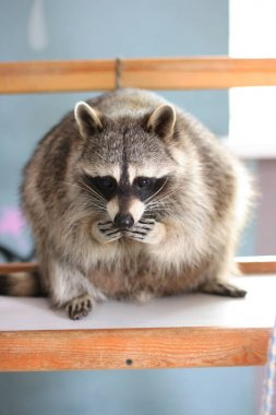 Sevimli rakun raflarda bir şeyler yiyor