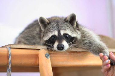 Ahşap raflar üzerinde yatan sevimli rakun.