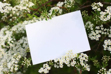 Çiçeklerle üst görünüm arka plan. Çiçek kompozisyonu. Bitkilerle maket kartı. Yeşil arka plan üzerinde kartpostal ve çiçekler ile Mockup.