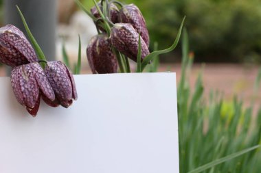 Background with flowers. Flowers composition.  Mockup card with plants. Mockup with postcard and flowers on dark background.