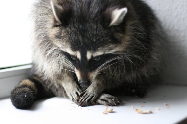 Sevimli rakun raflarda bir şeyler yiyor