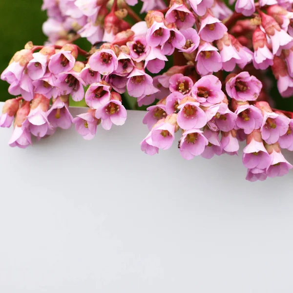 Pohled Shora Pozadí Květinami Složení Květin Mockup Karta Rostlinami Mockup — Stock fotografie