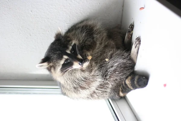 Cute Raccoon Eating Something Shelving — Stock Photo, Image