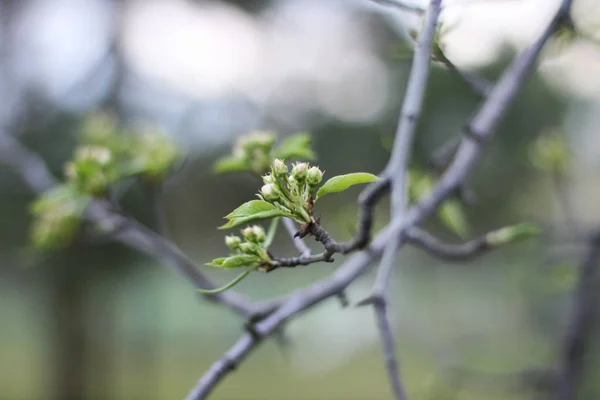 Blommande Träd Sping Ungt Träd Grön Bakgrund — Stockfoto