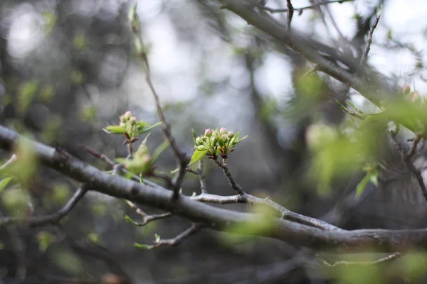 Albero Che Sboccia Una Spia Giovane Albero Sfondo Verde — Foto Stock