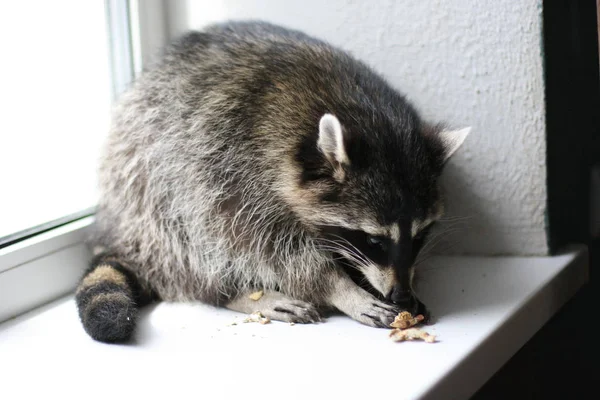 Cute raccoon eating something on the shelving