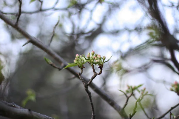 Blooming tree in a sping. Young tree on green background.