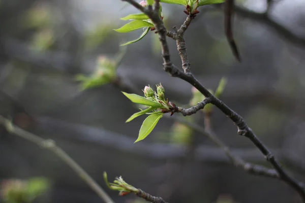 Blommande Träd Sping Ungt Träd Grön Bakgrund — Stockfoto