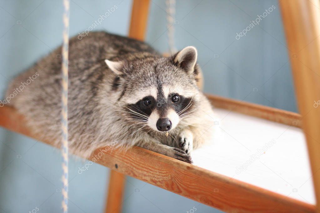 Adorable raccoon laying on the wooden shelving.