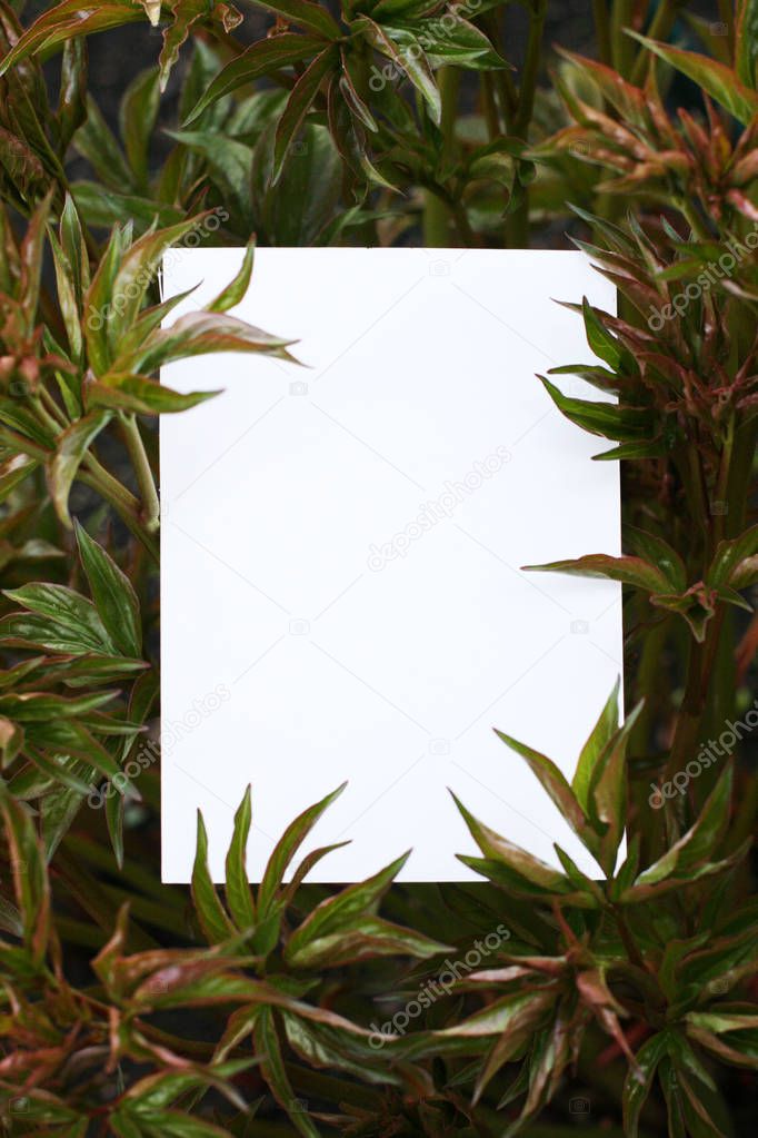 Top view background with tropical leaves. Floral composition.  Mockup card with plants. Mockup with postcard and flowers on green background.