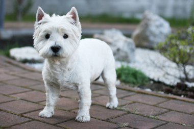 West Highland Terrier otların üzerinde duruyor. Boşluğu kopyala