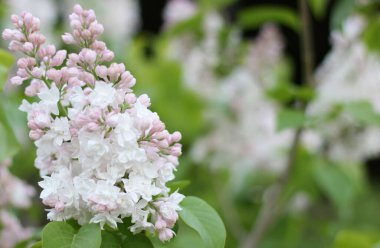 Yeşil arka planı olan güzel mor leylak çiçekleri. Zarif sanatsal görüntü doğası. Sancak biçimi, kopyalama alanı. Kutudaki çiçeklere odaklan