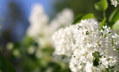 Yeşil arka planı olan güzel beyaz leylak çiçekleri. Zarif sanatsal görüntü doğası. Sancak biçimi, kopyalama alanı. Kutudaki çiçeklere odaklan